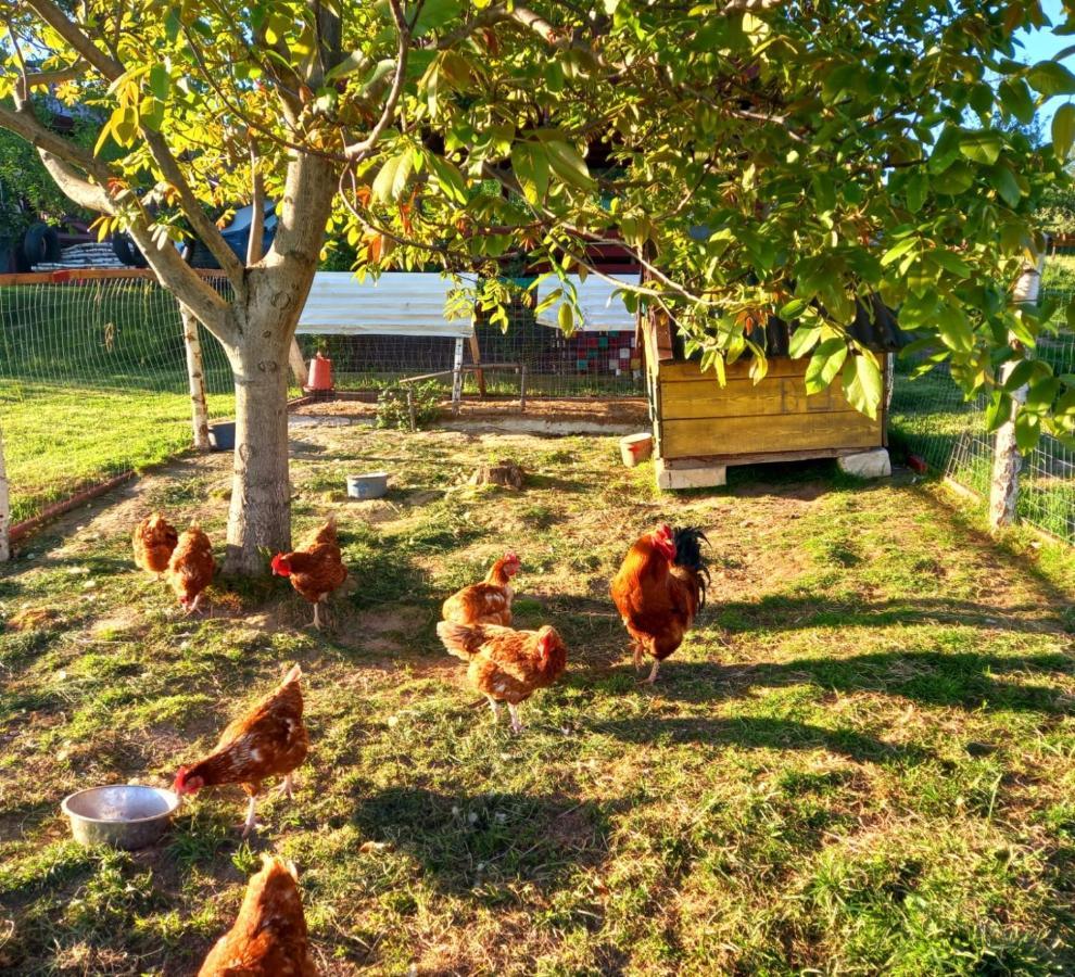 Langaland Glamping Hotel Felsőborgó Kültér fotó